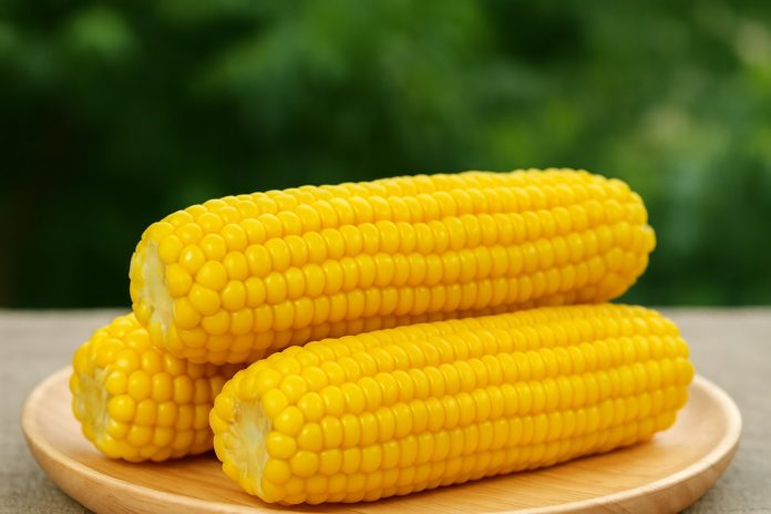 Porumb fiert proaspăt, așezat pe o farfurie din lemn, cu fundal verde estompat