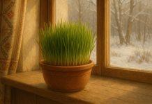 În ce zi și cum se pune corect grâul la încolțit de Sfântul Andrei Grâu încolțit într-un ghiveci, tradiție de Sfântul Andrei