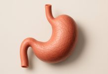 Cancerul de stomac se dezvoltă în tăcere. Acestea sunt primele semne la care trebuie să fii atent concept medical cu anatomia stomacului evidențiată, simbolizând primele semne ale cancerului gastric