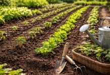 NU IGNORA! Calendarul REAL de plantare a legumelor în grădină – greșeala care îți distruge recolta Calendar de plantare a legumelor în grădină, cu perioadele corecte pentru fiecare cultură