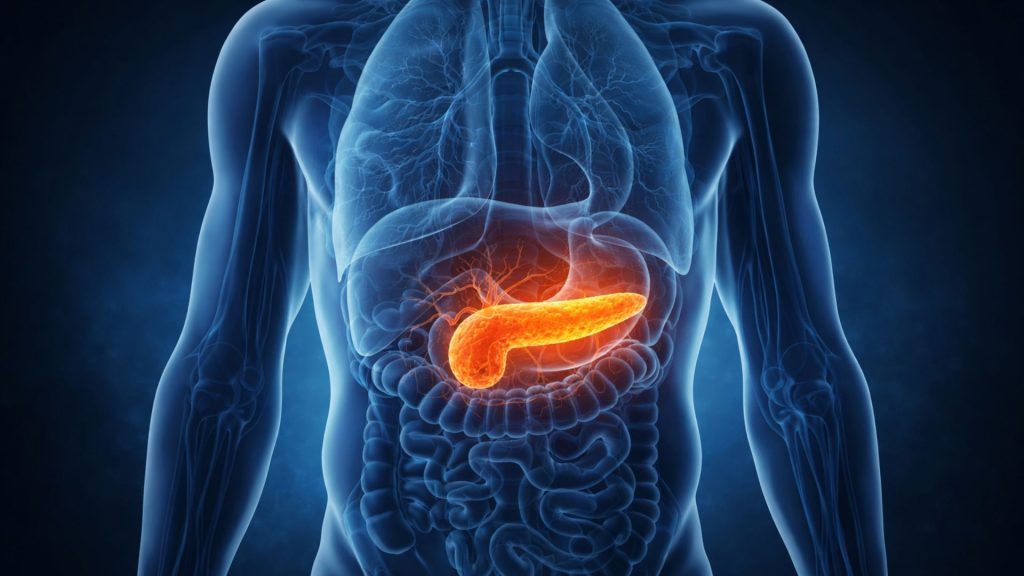 ilustrație medicală pancreas evidențiat în abdomen cu simptome asociate