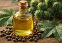Uleiul de ricin: 12 beneficii surprinzătoare pe care puțini oameni le cunosc Ulei de ricin într-o sticlă mică lângă semințe de ricin și plante naturale