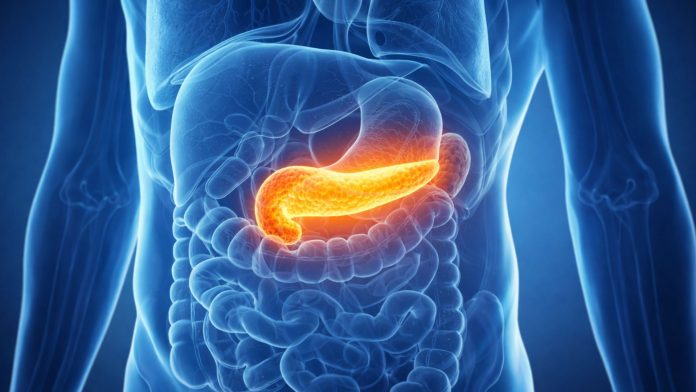 Ilustrație medicală a pancreasului în corpul uman