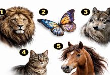 test personalitate alegere animal 5 variante