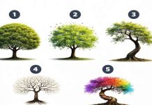 test personalitate alegere copac