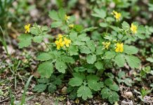 rostopasca planta beneficii utilizare precautii ficat piele