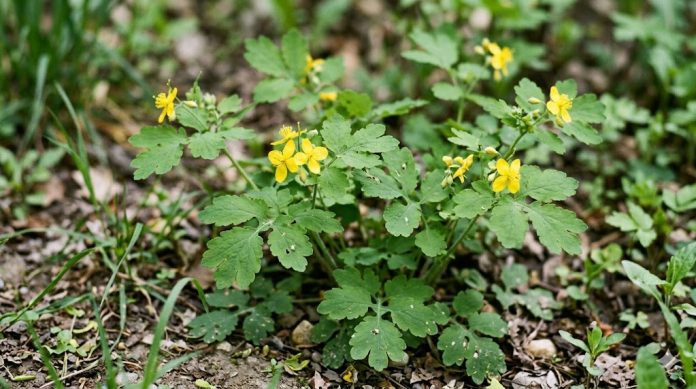 rostopasca planta beneficii utilizare precautii ficat piele