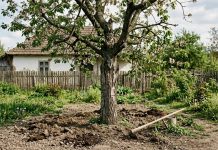 Îngrășământ aplicat la rădăcina unui pom fructifer