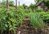 Ce să plantezi lângă roșii pentru gust mai bun. Trucul simplu folosit de grădinarii cu experiență Roșii plantate lângă usturoi pentru protecție naturală