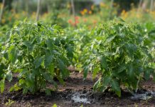 Udarea corectă a roșiilor în grădină