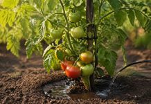 Îngrijirea roșiilor în luna mai pentru recoltă bogată