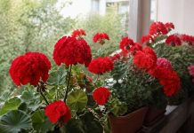 Îngrijirea mușcatelor în luna mai pentru înflorire abundentă