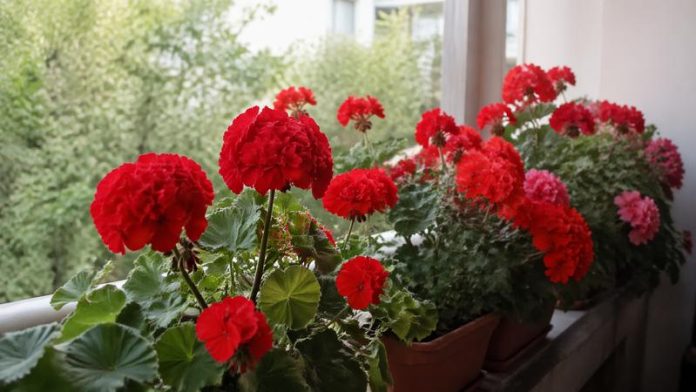 Îngrijirea mușcatelor în luna mai pentru înflorire abundentă