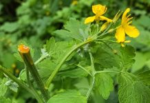 Planta rostopasca cu flori galbene si seva portocalie folosita in remedii naturale