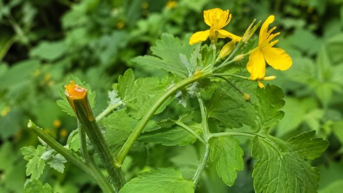 Planta rostopasca cu flori galbene si seva portocalie folosita in remedii naturale