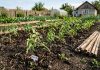 Ai plantat roșiile și crezi că ai terminat? Greșeala care apare acum îți poate distruge toată munca răsaduri de roșii plantate în grădină, ușor înclinate, lângă araci de lemn naturali nefolosiți pe sol afânat
