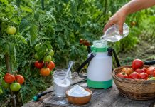Soluție cu bicarbonat folosită la plantele de roșii
