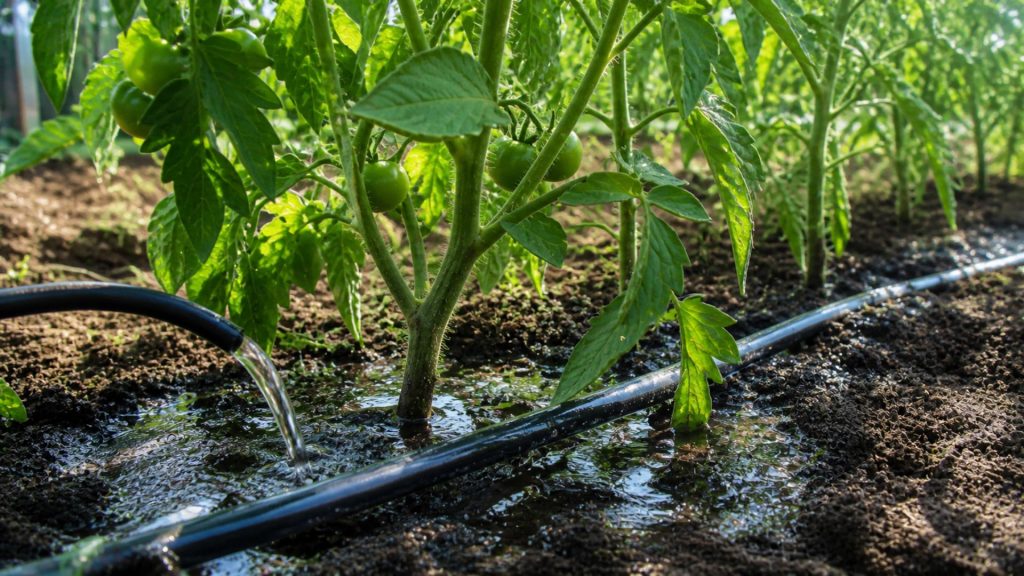 Udarea rosiilor la baza plantei in gradina