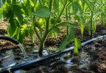 Udarea rosiilor la baza plantei in gradina