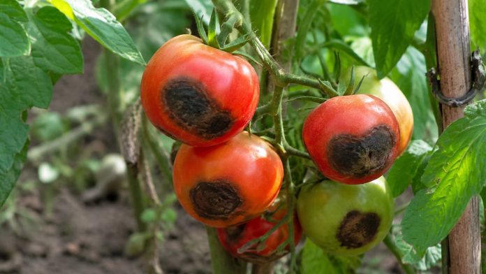 rosii-varfuri-negre.jpg Roșii afectate de pete negre la vârf în grădină