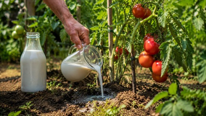 Lapte folosit la rădăcina plantelor de roșii din grădină