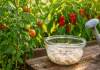 Îngrășământ natural cu drojdie pentru plante și legume. Cum se prepară și cum se folosește corect Prepararea unui îngrășământ natural cu drojdie pentru legume și plante din grădină.
