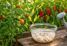Îngrășământ natural cu drojdie pentru plante și legume. Cum se prepară și cum se folosește corect Prepararea unui îngrășământ natural cu drojdie pentru legume și plante din grădină.