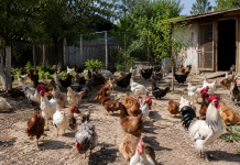 Un orădean a fost amendat pentru că avea peste 30 de găini. Ce s-a întâmplat după ce a mers în instanță Gospodărie cu peste 30 de găini și proces câștigat în instanță