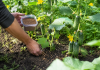 Ce se pune la rădăcina castraveților în iunie pentru o recoltă mai bogată Grădinar aplicând îngrășământ natural la rădăcina plantelor de castraveți în luna iunie.