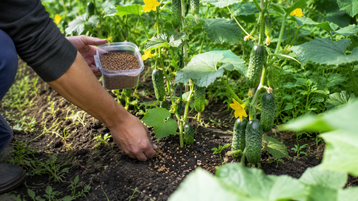 ingrasamant-castraveti-iunie.jpg Grădinar aplicând îngrășământ natural la rădăcina plantelor de castraveți în luna iunie.