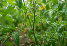Plante de roșii în grădină cu flori care cad înainte de a forma fructe.