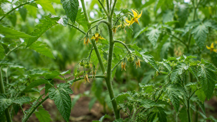 Plante de roșii în grădină cu flori care cad înainte de a forma fructe.