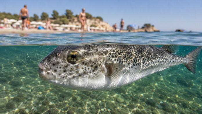 pestele-iepure-alerta-grecia.jpg Peștele iepure, specie periculoasă semnalată în apele Greciei