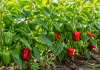 Greșeala care oprește creșterea ardeilor exact în perioada de rodire Plante de ardei cu fructe în perioada de rodire și exemple de greșeli care pot reduce producția.