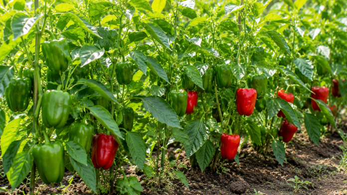 crestere-ardei-rodire.jpg Plante de ardei cu fructe în perioada de rodire și exemple de greșeli care pot reduce producția.