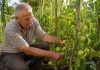 Ce trebuie făcut la roșii în primele zile din iunie. Greșeala care poate reduce recolta la jumătate Grădinar care îngrijește plante de roșii în luna iunie