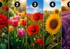Prima floare pe care o observi spune ce fel de energie transmiți celor din jur Test vizual cu cinci flori și interpretarea energiei pe care o transmiți