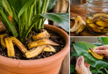 Nu mai arunca cojile de banană. Trucurile folosite de mulți grădinari pe care puțini români le cunosc Coji de banană reutilizate în grădină și gospodărie