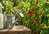 Fertilizare naturală cu lapte pentru roșii și castraveți. Metoda simplă pe care mulți grădinari o folosesc vara Lapte folosit ca fertilizant natural pentru roșii și castraveți în grădină.