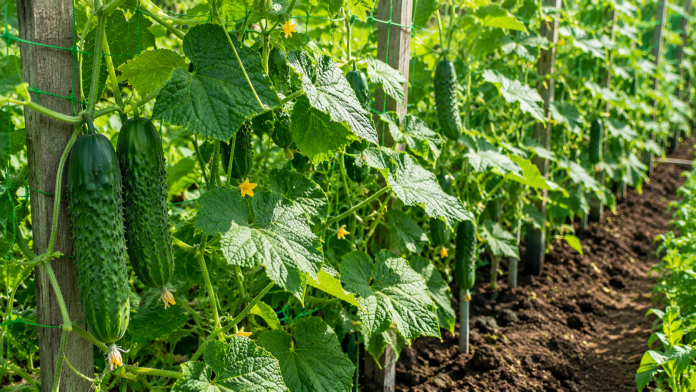 castraveti-spalier-productie-iulie-2026.jpg Castraveți verzi crescând pe spalier în grădină în luna iulie, plante sănătoase în plină producție.