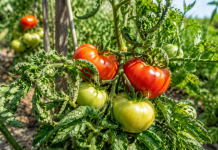Frunzele roșiilor se răsucesc în iulie? Cauza pe care mulți grădinari o confundă și cum poți salva cultura Plantă de roșii cu frunze răsucite în grădină, ilustrând o problemă frecventă în timpul verii.