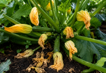 Plantă de dovlecel cu flori galbene, unele ofilite și fără fructe dezvoltate.