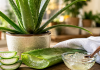 Aloe vera în casă: la ce poate fi utilă și când trebuie folosită cu prudență Plantă de aloe vera în ghiveci și frunză tăiată cu gel transparent, utilizările și precauțiile plantei.