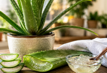 Aloe vera în casă: la ce poate fi utilă și când trebuie folosită cu prudență Plantă de aloe vera în ghiveci și frunză tăiată cu gel transparent, utilizările și precauțiile plantei.