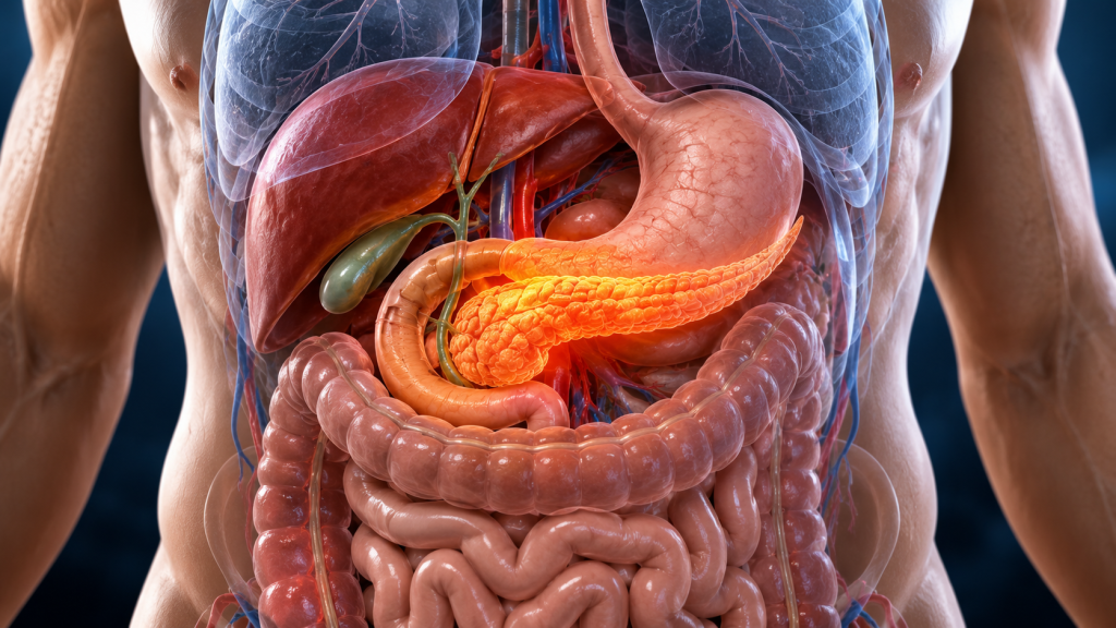 Ilustrație medicală a pancreasului și semne care pot apărea în cancerul pancreatic