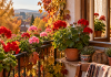 Ai mușcate la balcon sau în curte? Ce trebuie să faci în septembrie ca să nu le pierzi peste iarnă Mușcate în ghivece pregătite în septembrie pentru sezonul rece