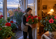 Florile care trebuie băgate în casă înainte de nopțile reci